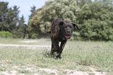 CANE CORSO 045